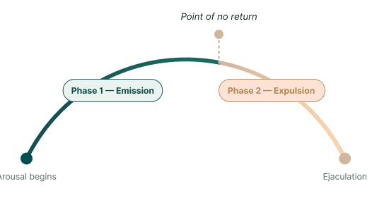 Diagram of the ejaculatory reflex: Phase 1 Emission and Phase 2 Expulsion